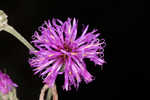 Giant ironweed